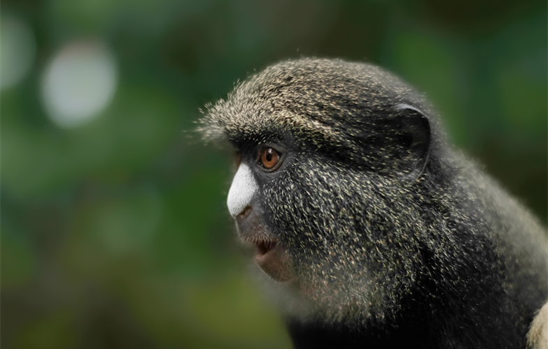 Female Putty-nose monkey (c)C.KoloppWCS
